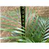Image 4 : Potted Palm Plant Approx. 42"H