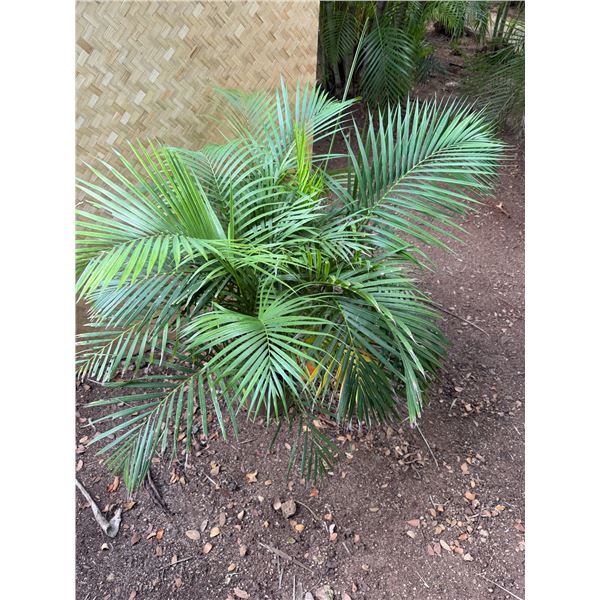 Potted Palm Plant Approx. 38"H
