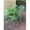 Image 1 : Potted Palm Plant Approx. 38"H