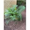 Image 2 : Potted Palm Plant Approx. 38"H