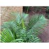 Image 3 : Potted Palm Plant Approx. 38"H