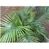 Image 4 : Potted Palm Plant Approx. 38"H