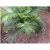 Image 5 : Potted Palm Plant Approx. 38"H