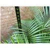 Image 6 : Potted Palm Plant Approx. 38"H