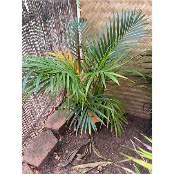 Potted Palm Plant Approx. 36"H