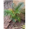 Image 1 : Potted Palm Plant Approx. 36"H