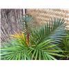 Image 2 : Potted Palm Plant Approx. 36"H
