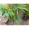 Image 3 : Potted Palm Plant Approx. 36"H
