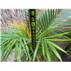 Image 4 : Potted Palm Plant Approx. 36"H