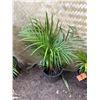 Image 1 : Potted Palm Plant Approx. 36"H