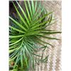 Image 2 : Potted Palm Plant Approx. 36"H