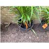 Image 3 : Potted Palm Plant Approx. 36"H