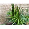 Image 4 : Potted Palm Plant Approx. 36"H