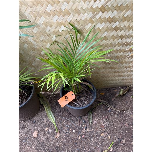 Potted Palm Plant Approx. 27"H