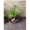 Image 1 : Potted Palm Plant Approx. 27"H