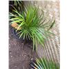 Image 2 : Potted Palm Plant Approx. 27"H