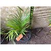 Image 3 : Potted Palm Plant Approx. 27"H