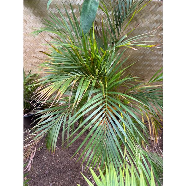 Potted Palm Plant Approx. 47"H