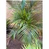 Image 1 : Potted Palm Plant Approx. 47"H