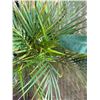 Image 2 : Potted Palm Plant Approx. 47"H