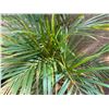 Image 3 : Potted Palm Plant Approx. 47"H
