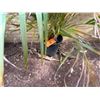 Image 4 : Potted Palm Plant Approx. 47"H