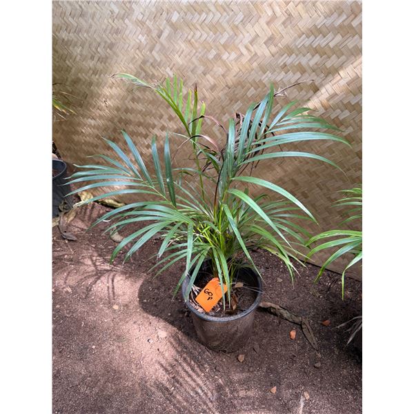 Potted Palm Plant Approx. 30"H