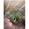 Image 1 : Potted Palm Plant Approx. 30"H