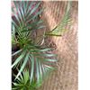 Image 2 : Potted Palm Plant Approx. 30"H