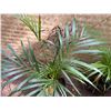 Image 3 : Potted Palm Plant Approx. 30"H