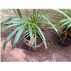 Image 4 : Potted Palm Plant Approx. 30"H
