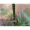 Image 5 : Potted Palm Plant Approx. 30"H