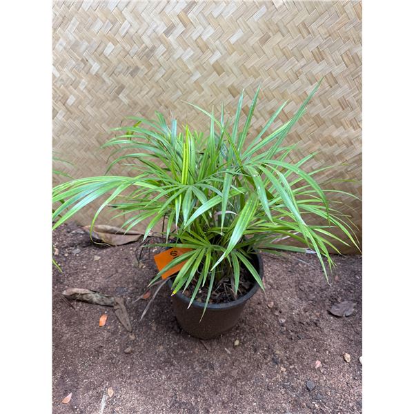 Potted Palm Plant Approx. 24"H