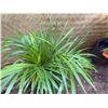 Image 2 : Potted Palm Plant Approx. 24"H