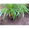 Image 3 : Potted Palm Plant Approx. 24"H