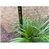Image 4 : Potted Palm Plant Approx. 24"H