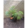 Image 1 : Potted Palm Plant Approx. 29"H