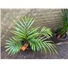 Image 2 : Potted Palm Plant Approx. 29"H