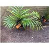 Image 3 : Potted Palm Plant Approx. 29"H