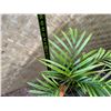 Image 4 : Potted Palm Plant Approx. 29"H