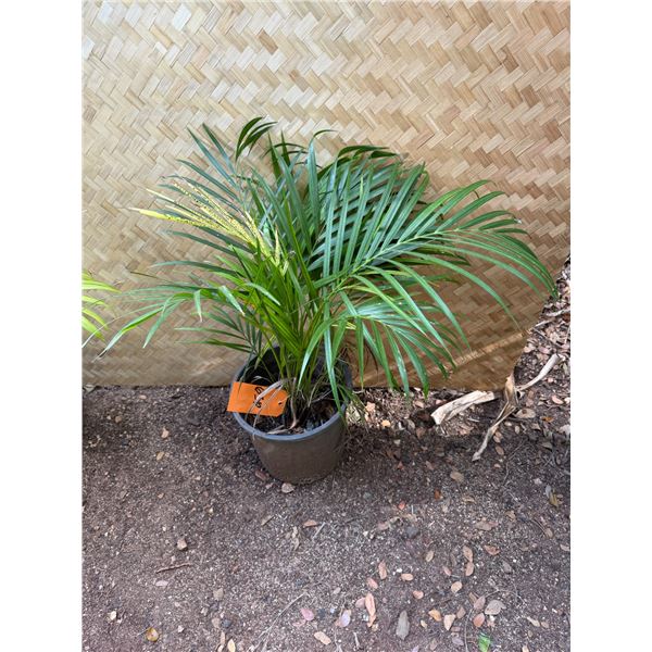 Potted Palm Plant Approx. 30"H
