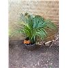 Image 1 : Potted Palm Plant Approx. 30"H