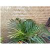 Image 2 : Potted Palm Plant Approx. 30"H