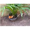 Image 3 : Potted Palm Plant Approx. 30"H