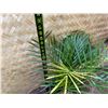 Image 4 : Potted Palm Plant Approx. 30"H