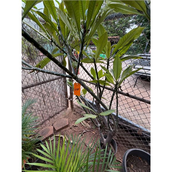 Potted Plumeria Plant Approx. 88"H