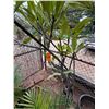 Image 1 : Potted Plumeria Plant Approx. 88"H
