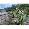 Image 2 : Potted Plumeria Plant Approx. 88"H