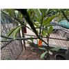Image 3 : Potted Plumeria Plant Approx. 88"H