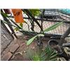 Image 4 : Potted Plumeria Plant Approx. 88"H